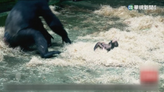 復育成效佳　英國切斯特動物園迎接「嬰兒潮」