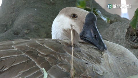 光天化日順手牽「鵝蛋」　民眾爆：有人惡意偷7次