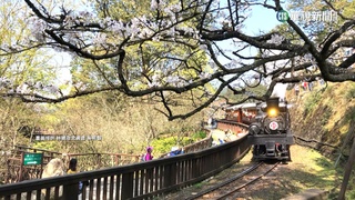 阿里山花季登場　櫻花盛開「櫻王」估月底最美