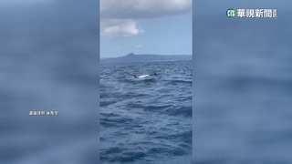 嬌客現身！　近30隻海豚訪高雄港　民眾驚喜搶拍