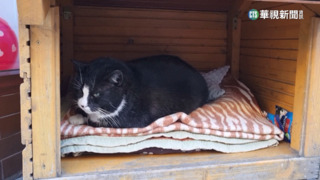 波蘭肥貓成「網紅貓」！　吸各地粉絲慕名拜訪