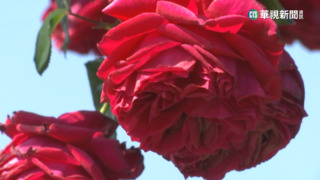 邊野餐邊賞花！　大安森林公園杜鵑花盛開