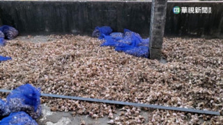 2男雇泰國旅客組偷蒜團　住處藏3000kg蒜頭