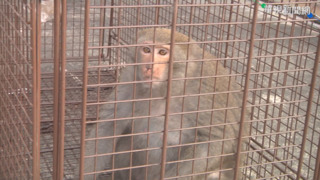 小心「猴」財兩失！飼養獼猴未登記備查　最高可處25萬並得沒入！