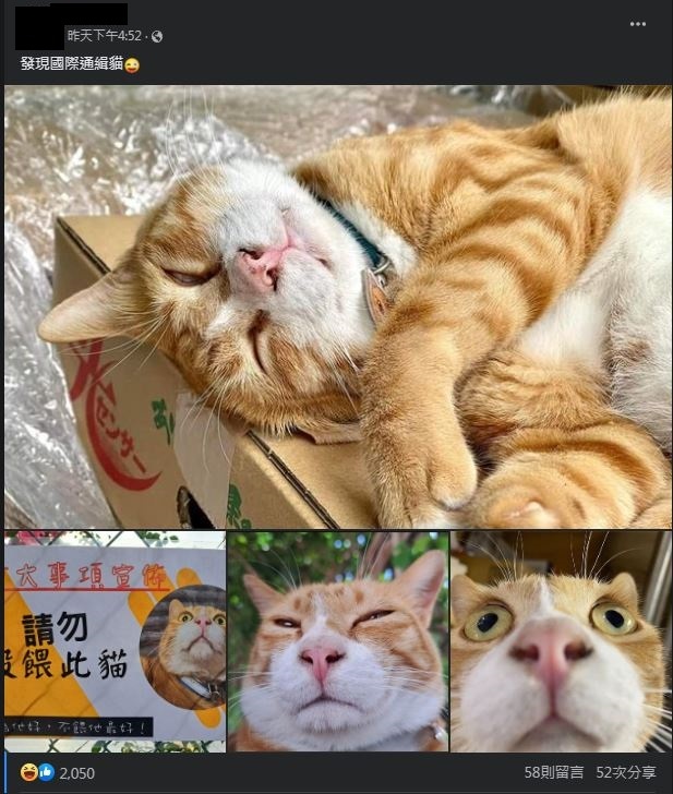 圖片翻攝自 臉書社團「香港貓店長關注組」