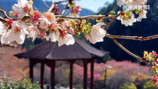 白色情人節快樂　武陵農場墨染櫻綻放美極了