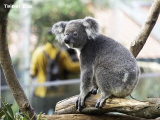 到動物園總看不見無尾熊？　園區即將推出「無死角」觀賞空間！僅限平日開放　