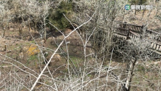 缺水！南投大崙山銀杏成枯木　春茶不發芽