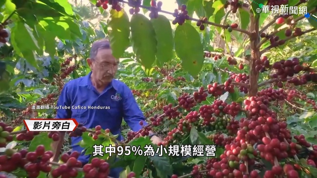中美洲最大咖啡出口國　宏都拉斯面臨經濟危機 | 華視新聞