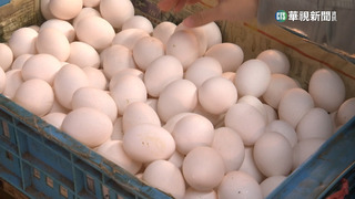 解蛋荒！　逾5百萬顆進口蛋直送超市　估1盒65元