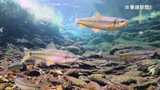 努力6年！櫻花鉤吻鮭復育有成　逾1.5萬尾創新高