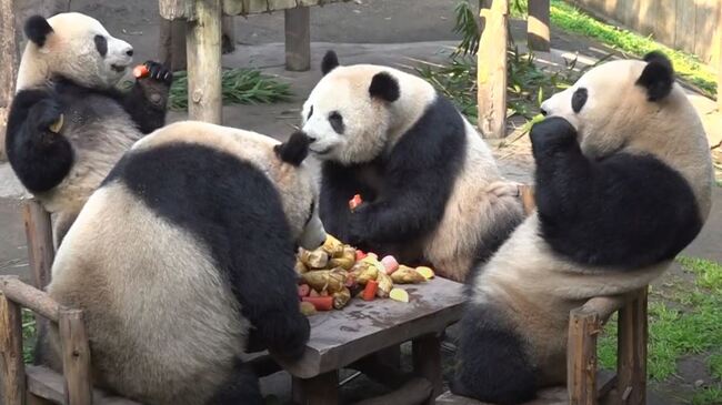 中國4隻大貓熊「愜意狂吃」 超Chill畫面網笑：工讀生快出來 | 華視新聞