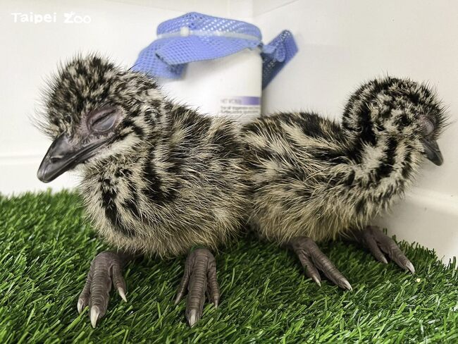 世界第2大鳥類「鴯鶓」寶寶滿月 認保育員雨鞋為親鳥跟著「趴趴走」 | 華視新聞