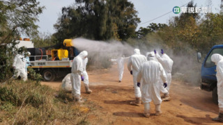金門首現H9N2禽流感　防檢局急撲殺4551土雞