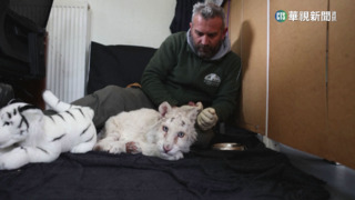 小白老虎遭丟棄垃圾桶　希臘動物園伸援手