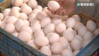雞蛋原傳漲2－3元　產銷拍板批發價本週凍漲