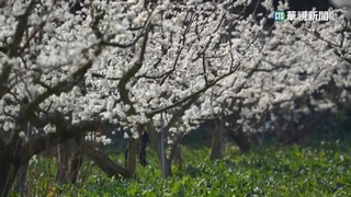 東螺溪木棉盛開　福壽山雪白櫻花　李花如三月雪