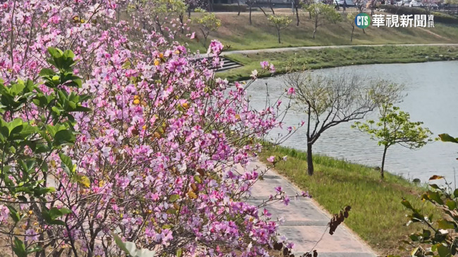 【台語新聞】南科羊蹄甲綻放　堤塘湖粉紅花海吸睛 | 華視新聞