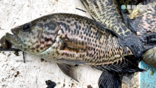 日月潭水位低「三害」成美味　紅魔鬼肉質細受歡迎