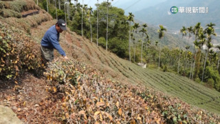 雨水太少！　雲林古坑茶樹枯死　沒春茶可收成
