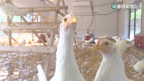 解蛋荒？！　台北動物園蛋雞5月起日產70顆蛋