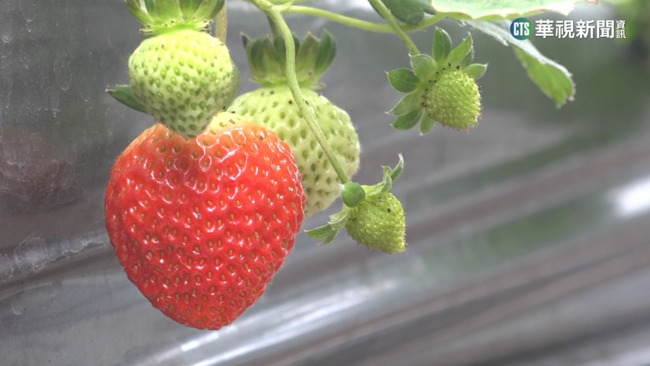美公布12種「農藥殘留」蔬果排名 1水果連續8年奪「最髒」冠軍 | 華視新聞