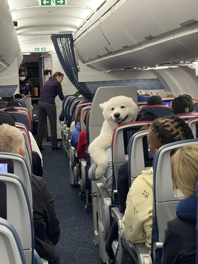 搭飛機巧遇「毛茸茸大白熊」 吐舌燦笑迷倒機上乘客 | 華視新聞