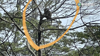 狒狒桃園逃走中！　專家初判品種為「豚尾狒狒」