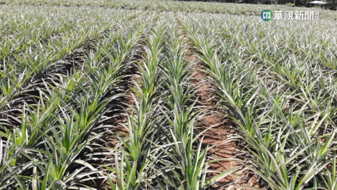 農作物廢料再利用　鳳梨莖葉變珍貴紡紗原料