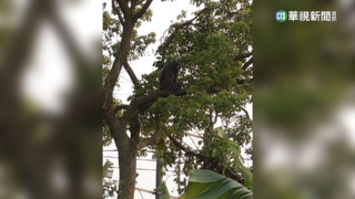 桃園狒狒逃竄12天　逃走中...最新現蹤平鎮.新屋