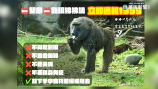 遇狒狒千萬別露齒微笑　林務局籲避免激怒