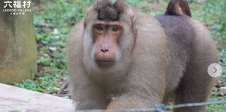 全民搭上「狒狒出逃」話題　六福村清點多一隻網笑：工讀生？　小編崩潰發狒文