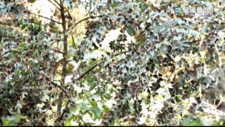 南部缺水衝擊生態　紫斑蝶.螢火蟲數量銳減