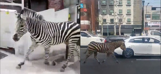 韓國斑馬「浪跡天涯」3小時引熱議 離家出走原因「藏洋蔥」