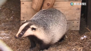 野獾愛在鐵軌挖洞築巢　荷蘭部分火車段遭癱瘓