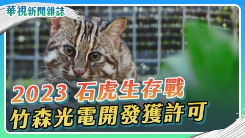 光電入侵 石虎生存之戰｜聽見山林的哀鳴｜華視新聞雜誌
