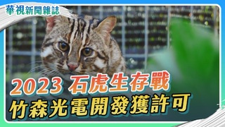 光電入侵 石虎生存之戰｜聽見山林的哀鳴｜華視新聞雜誌