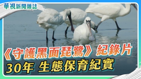 30年的生態保育紀實｜守護黑面琵鷺｜華視新聞雜誌