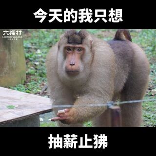 六福村累喊「抽薪止狒」遭劍湖山挖苦 小編回嗆「這三字」網友全笑翻
