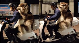 機車後座出現「大型乘客」！ 中國雪橇犬颯爽兜風 環抱主人萌翻一票網