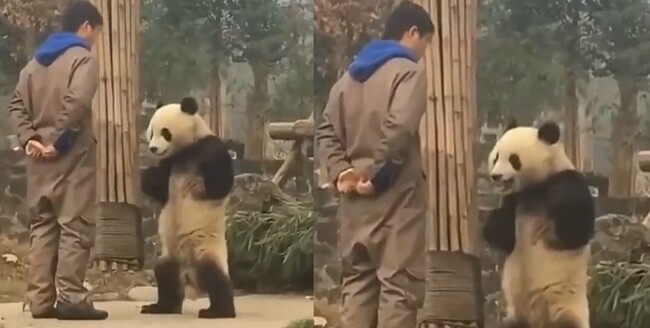 大貓熊為了點心「手插腰」跟保育員理論  氣pupu模樣網笑翻 | 華視新聞