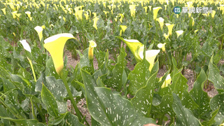 各地百花齊放！台中黃金海芋海　彰化繽紛蜀葵花