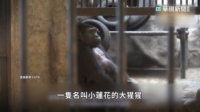 「世界最悲傷」大猩猩　遭囚泰國百貨商場逾30年 | 華視新聞