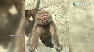 「狒」到笑、耍「狒」　陳其邁曬狒照推銷壽山動物園