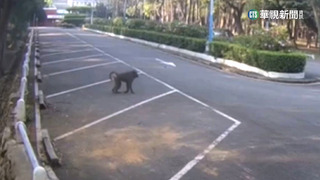 尋找狒狒新策略　改裝大型誘捕籠應戰