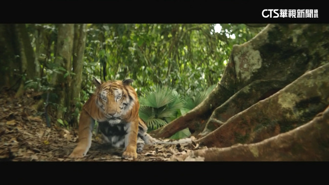生態復育有成！　印尼蘇門答臘虎數量增 | 華視新聞