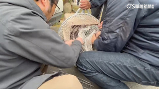 東非狒狒抓到了！　身上驚見槍傷　急救無效死亡