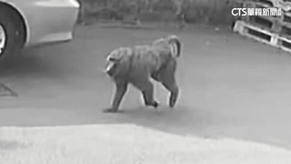 逃亡18天被逮！　狒狒傷重不治　疑遭獵槍打中