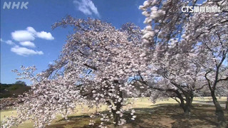 日「櫻花經濟」產值破千億　精準預測靠他
