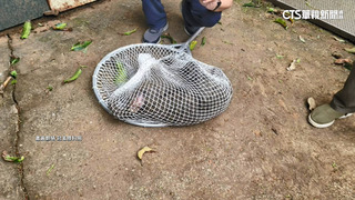 獵人認了「開槍殺狒狒」　稱受新竹農業處委託